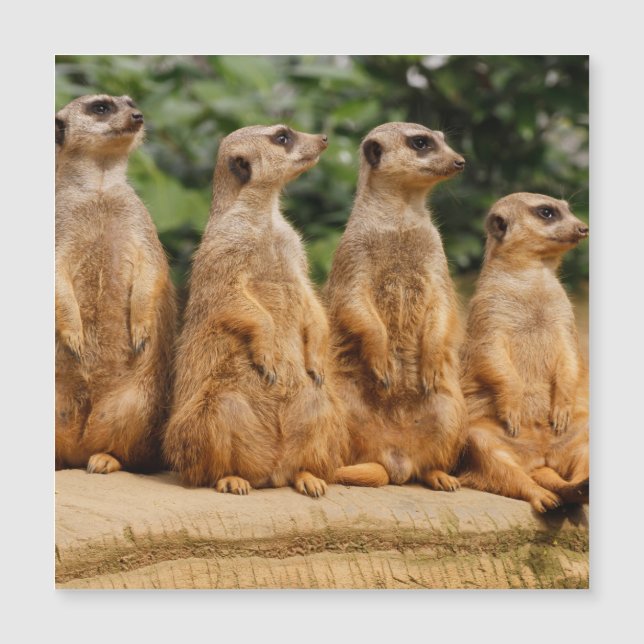Meerkat 018 (Anverso)