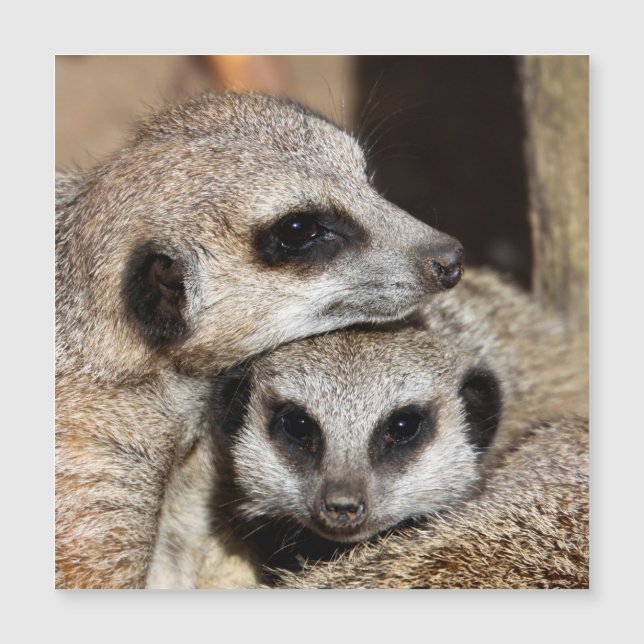 Meerkat 019 (Anverso)