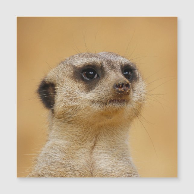 Meerkat 020 (Anverso)