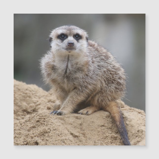 Meerkat 021 (Anverso)