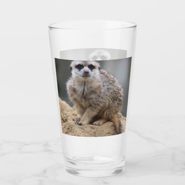 Meerkat 021 (Anverso)