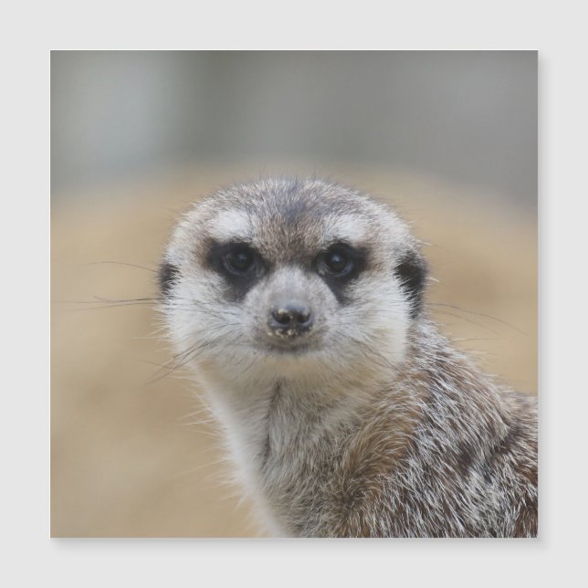 Meerkat 022 (Anverso)