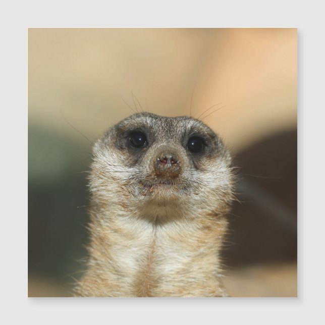 Meerkat 023 (Anverso)