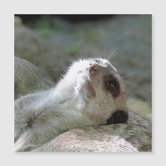 Meerkat 024 (Anverso)