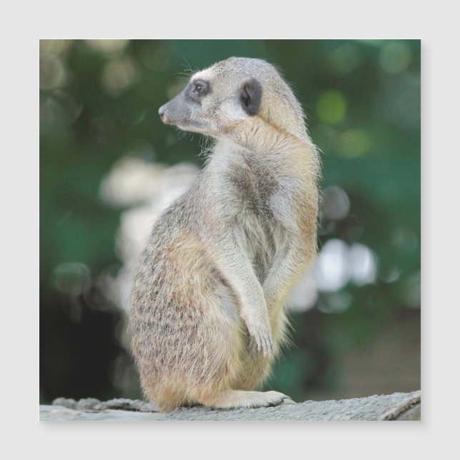 Meerkat 025 (Anverso)