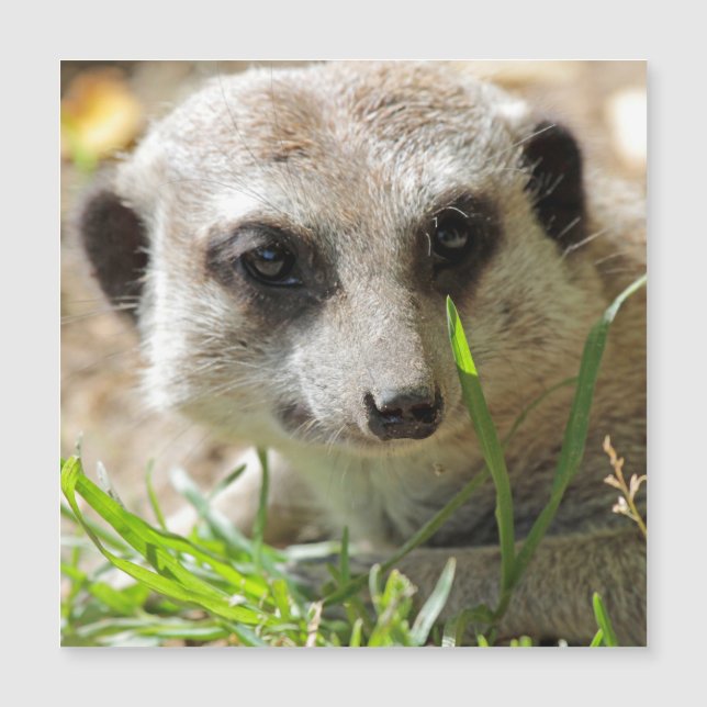 Meerkat 026 (Anverso)