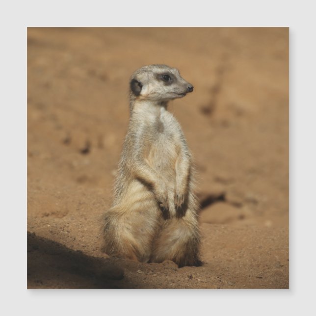 Meerkat 027 (Anverso)