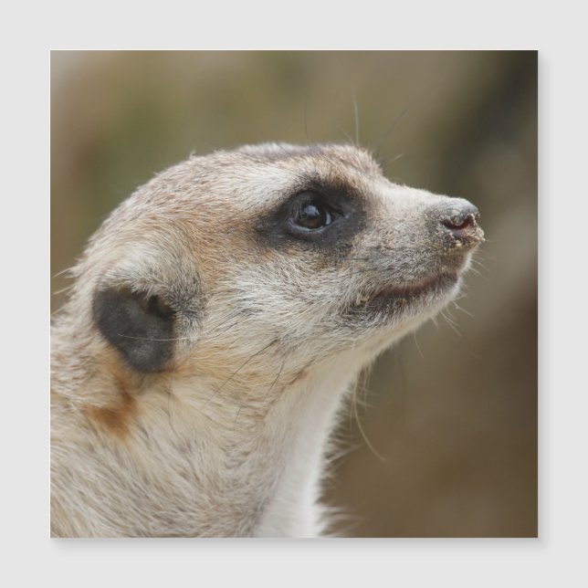 Meerkat 028 (Anverso)