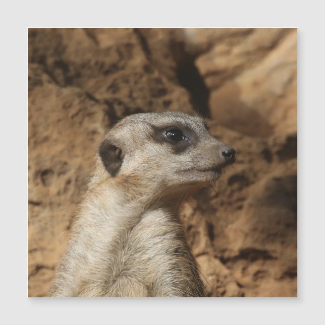 Meerkat 029 (Anverso)