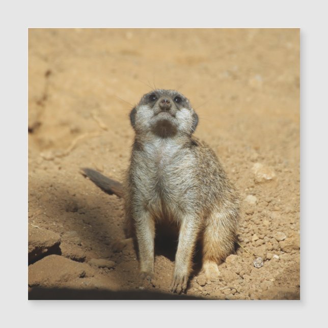 Meerkat 031 (Anverso)