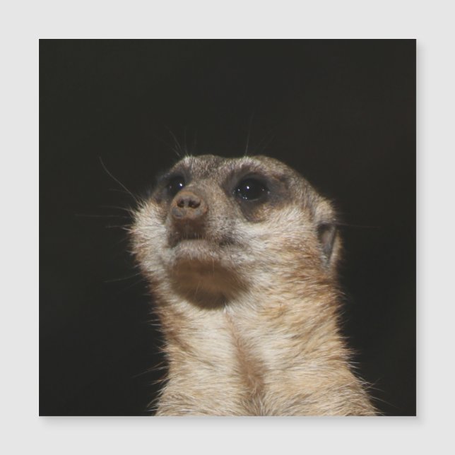 Meerkat 032 (Anverso)