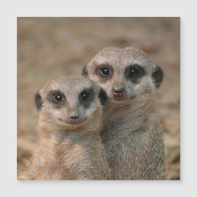 Meerkat 033 (Anverso)