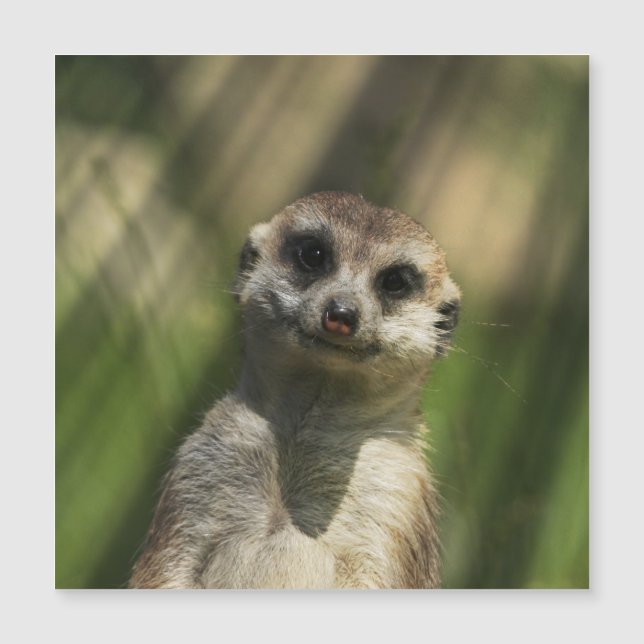 Meerkat 034 (Anverso)
