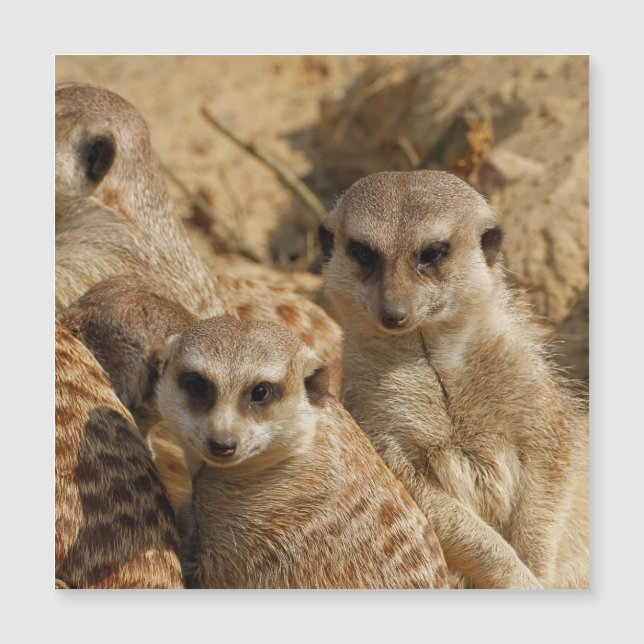 Meerkat 039 (Anverso)