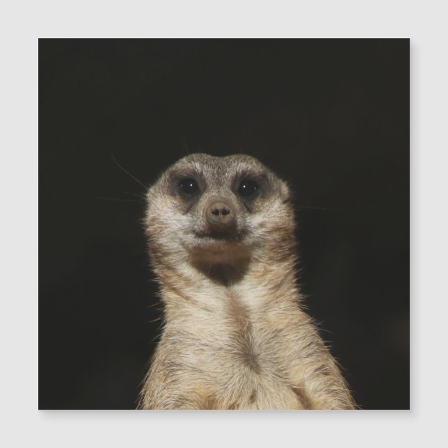 Meerkat 040 (Anverso)