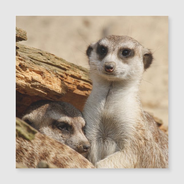 Meerkat 042 (Anverso)