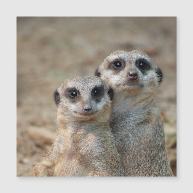 Meerkat 047 (Anverso)
