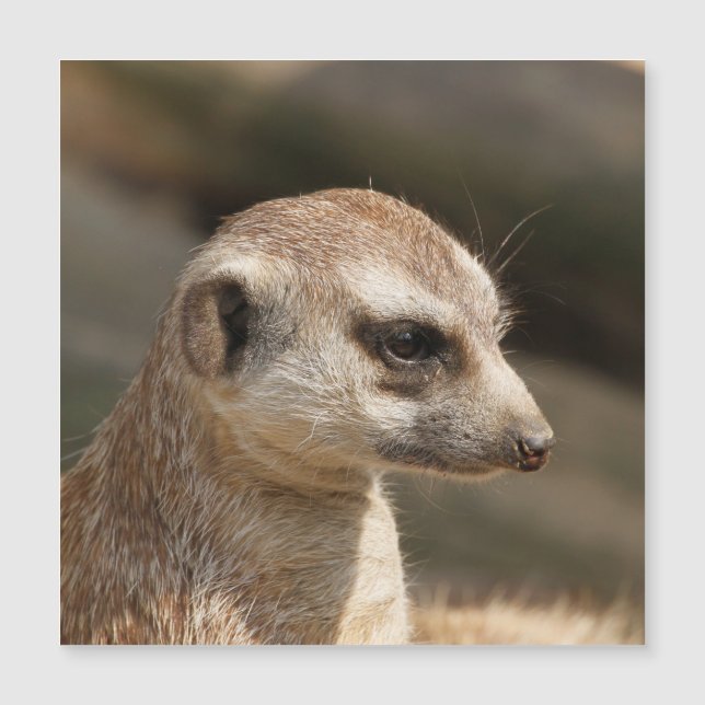 Meerkat 048 (Anverso)