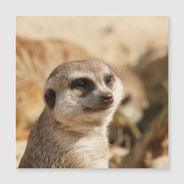 Meerkat 052 (Anverso)