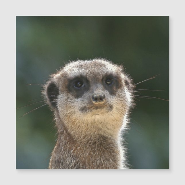 Meerkat 068 (Anverso)