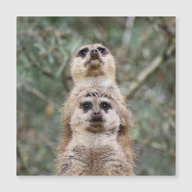Meerkat 081 (Anverso)