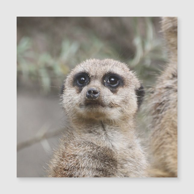 Meerkat 082 (Anverso)
