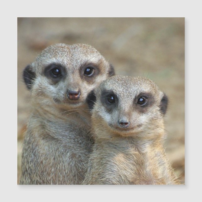 Meerkat 085 (Anverso)