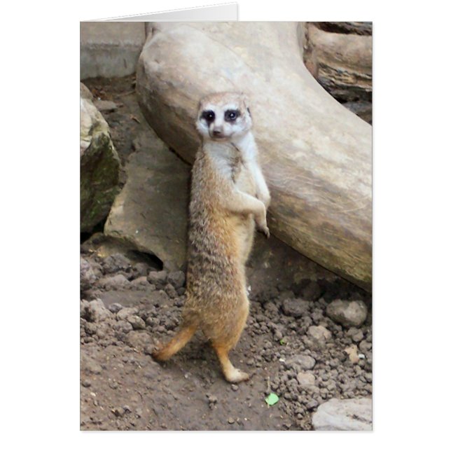 Meerkat #1 (Frente)