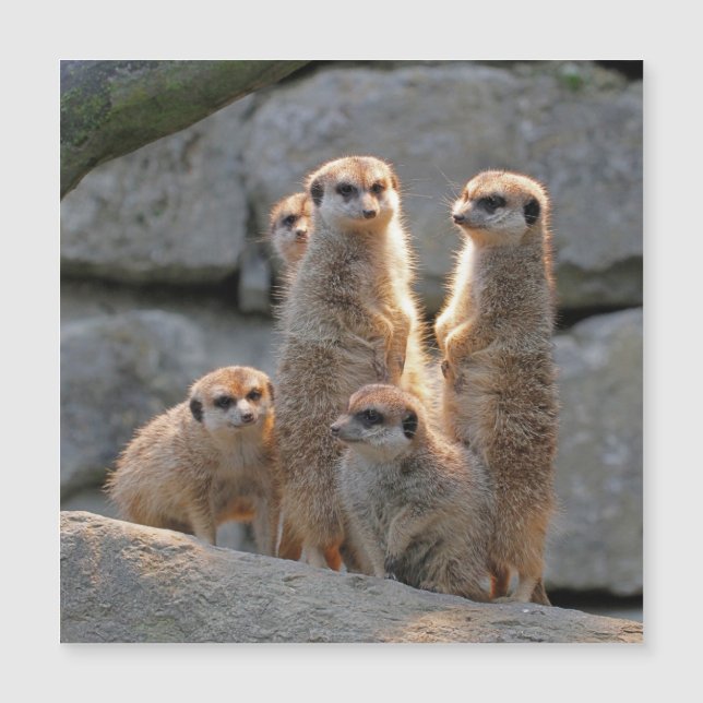 Meerkat 110 (Anverso)