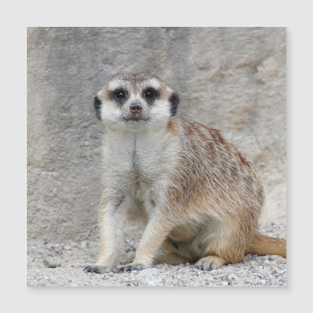 Meerkat 134 (Anverso)