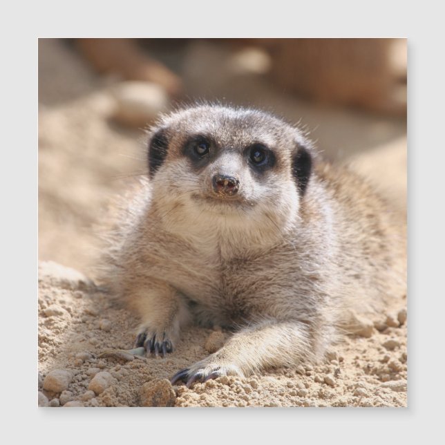 Meerkat 174 (Anverso)