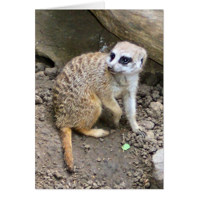 Meerkat #2 (Frente)
