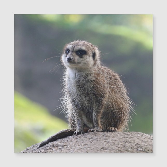 Meerkat_20171101_by_JAMFoto (Anverso)