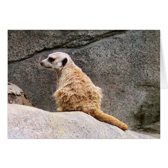 Meerkat #3 (Anverso (Horizontal))