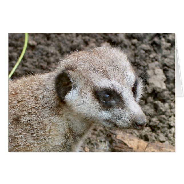 Meerkat #5 (Anverso (Horizontal))