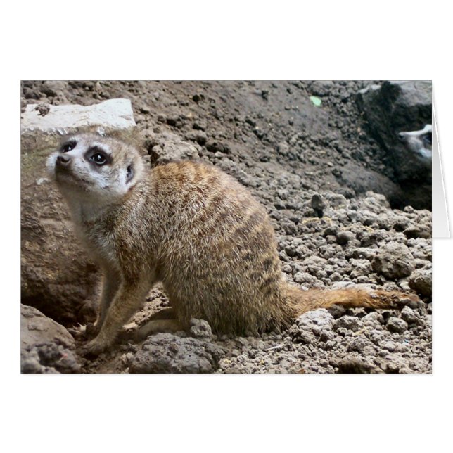 Meerkat #6 (Anverso (Horizontal))