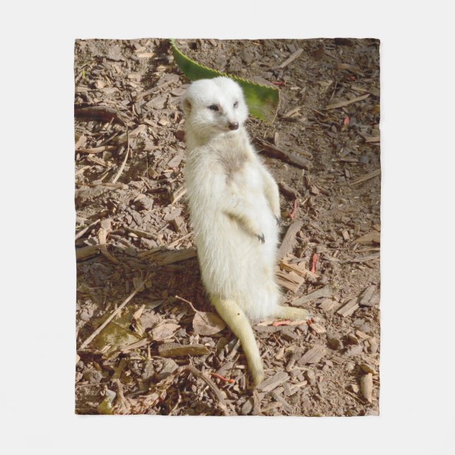 Meerkat blanco, manta media de la flota. (Anverso)