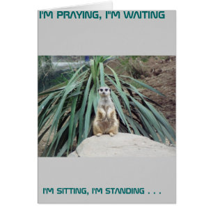 Meerkat chistoso - círculo uno