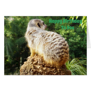 Meerkat Con Un Alto Vista De Deseos De Cumpleaños,