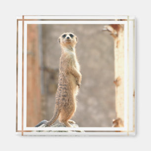 Meerkat en el imán de la atención