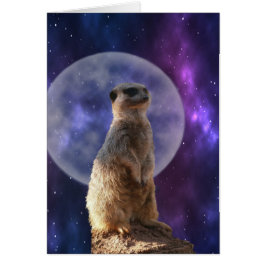 Meerkat En La Noche Azul De La Luna Llena,
