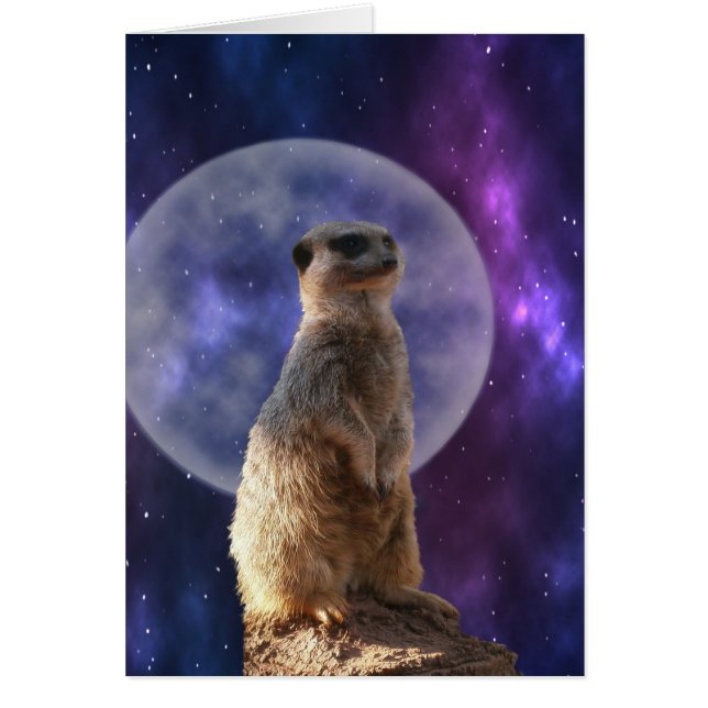 Meerkat En La Noche Azul De La Luna Llena, (Frente)