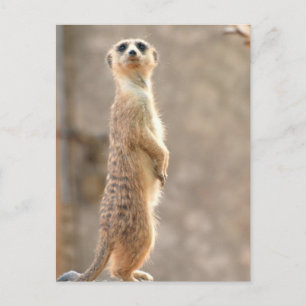 Meerkat en la postal de atención
