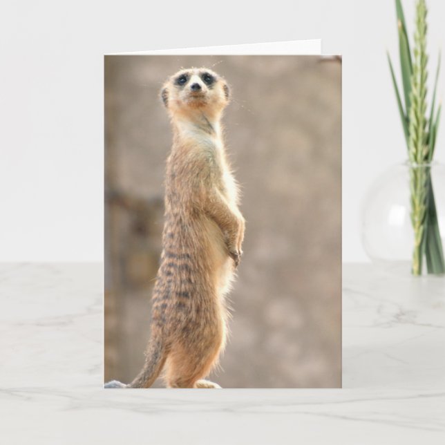 Meerkat en la tarjeta de felicitación de la (Anverso)