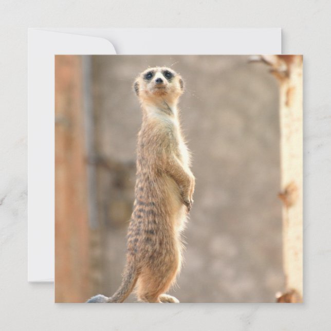 Meerkat en las invitaciones de atención (Anverso)