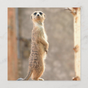 Meerkat en las invitaciones de atención