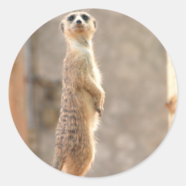 Meerkat en Pegatinas de atención (Anverso)