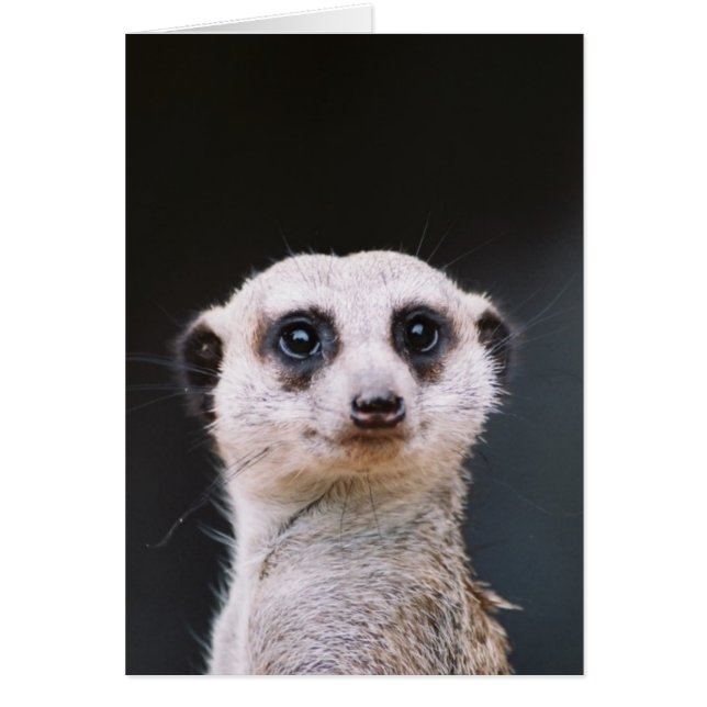Meerkat Lookout (Frente)