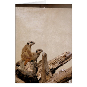 Meerkat Lookout
