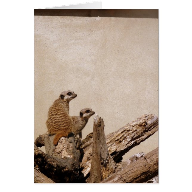 Meerkat Lookout (Frente)